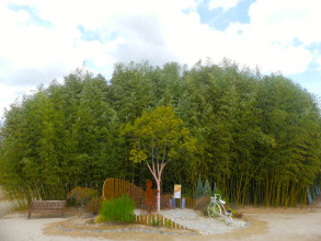 Forêt de bamboo