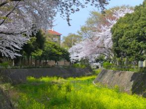 Jeju et les fleurs