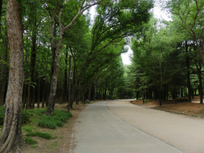 Seoul forest et parc
